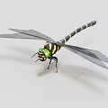 Dragonfly With Green Eyes Black And Yellow Striped Body And Black Wings On Light Background