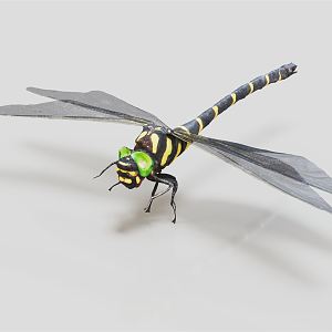 modern dragonfly insect 3d model