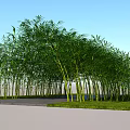 Lush Bamboo Archway Creating Scenic Pathway Through Green Grass Under Blue Sky