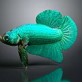 Beautiful Green Betta Fish Showcasing Flowing Fins And Shiny Reflection On Dark Background