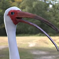 White Flying Bird With Red Head Long Beak And Red Legs Standing On Grassland