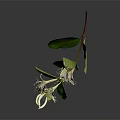White Flowering Plant with Slender Stem Green Leaves Long Slender Petals on Gray Background Reflection