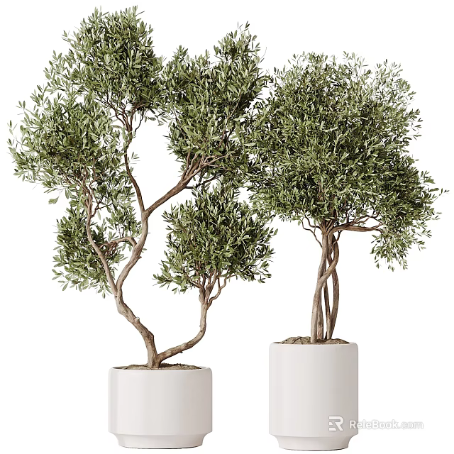 Lush Green Olive Trees In White Ceramic Pots With Twisted Trunks And Foliage 3d model 