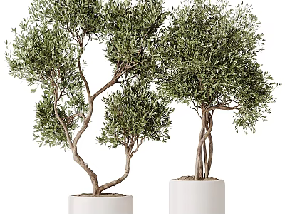 Lush Green Olive Trees In White Ceramic Pots With Twisted Trunks And Foliage 3d model