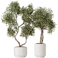 Lush Green Olive Trees In White Ceramic Pots With Twisted Trunks And Foliage