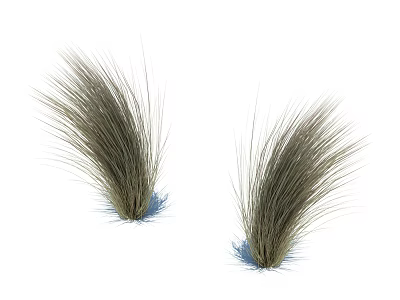 Elegant Ornamental Grass Tufts With Natural Green Foliage On White Background 3d model