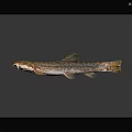 Brownish Patterned Fish With Slender Body Barbels And Yellowish Fins Swimming Isolated On Dark Background