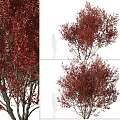 Red Leaf Arbor Trees with Lush Foliage and Natural Branch Structure in Seasonal View