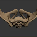 Human Pelvis Anatomical Structure 3D Rendered With Bone Details Medical Model