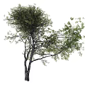 Arbor Tree With Lush Green Foliage And Sturdy Natural Trunk Structure