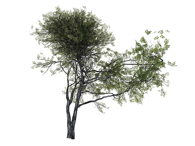 Arbor Tree With Lush Green Foliage And Sturdy Natural Trunk Structure 3d model