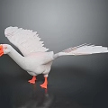 White Goose With Spread Wings Orange Beak And Orange Feet Standing On Dark Background
