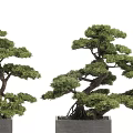 Bonsai Trees With Twisted Trunks Exposed Roots And Green Foliage In Square Pots
