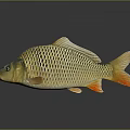 Golden Carp Aquatic Animal with Shiny Scales and Reflection on Gray Background