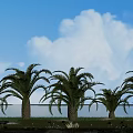 Palm Trees in Scenic Garden with Blue Sky White Clouds Green Grass and Small Flowers