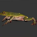 Green Tree Frog With Yellow Spots Open Mouth On Dark Background