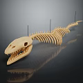 Sharp Toothed Fish Skeleton Display With Black Support Rods On Dark Background