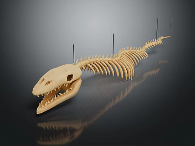 Sharp Toothed Fish Skeleton Display With Black Support Rods On Dark Background 3d model