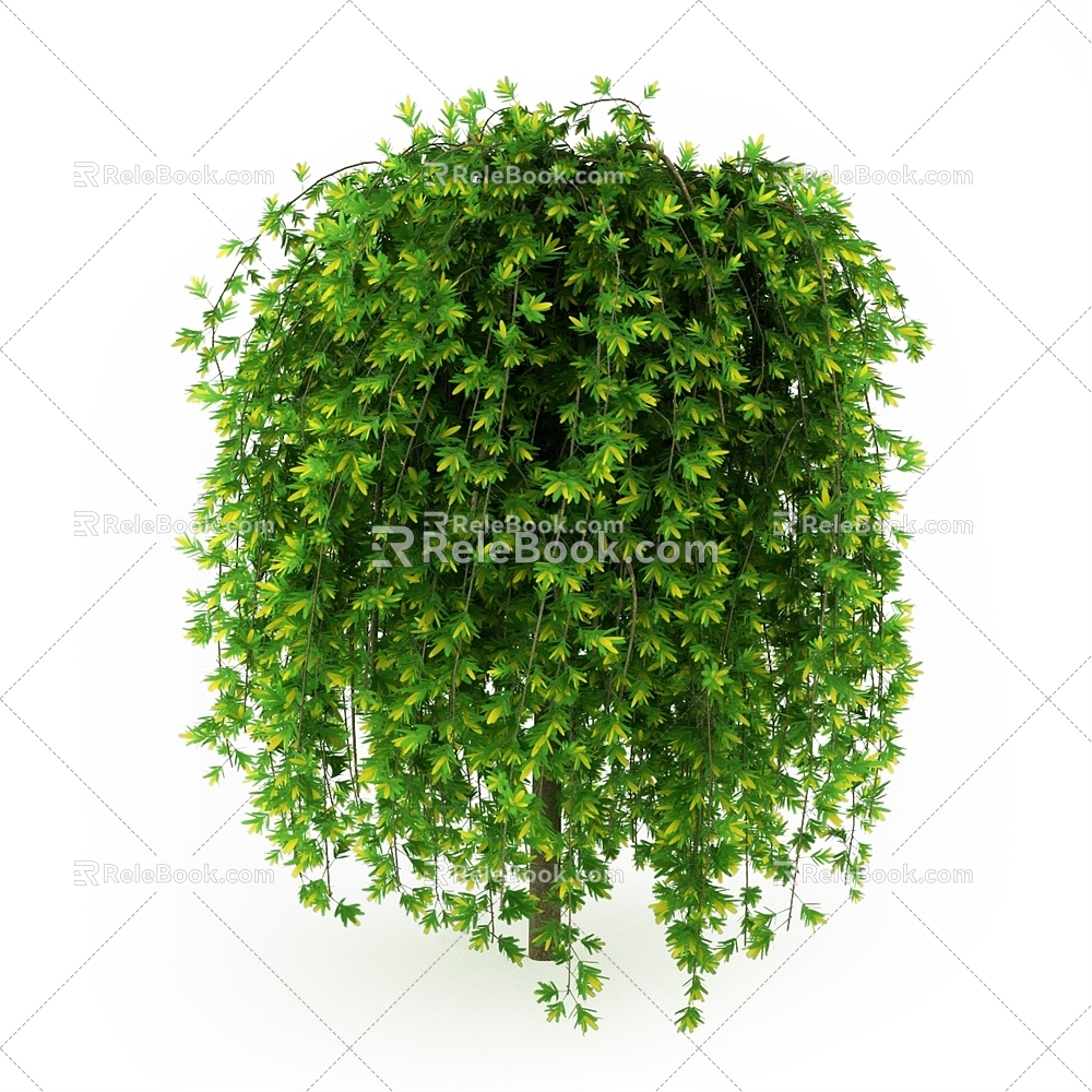 Sedum sarmentosa shrub landscape shrub outdoor plant 3d model