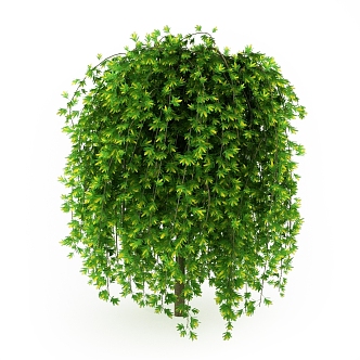 Sedum sarmentosa shrub landscape shrub outdoor plant 3d model