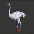 White Ostrich Bird With Red Beak And Orange Feet On Gray Background