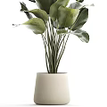 Lush Indoor Potted Plant With Large Green Leaves In White Ceramic Pot