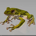 Green Tree Frog With Red Eyes Long Legs And Shiny Skin On Dark Background