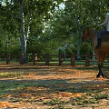Scenic Rural Landscape With Person Riding Horse Trees Fallen Leaves And Wooden Fence