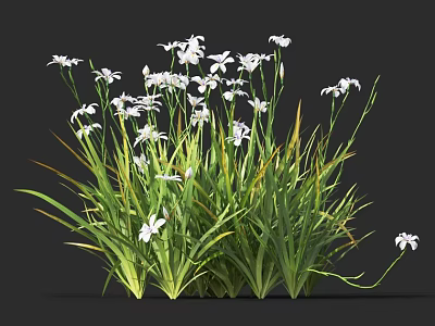 White Flowers And Green Grass With Slender Leaves Growing In Clumps Against Dark Background 3d model