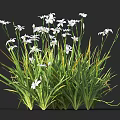 White Flowers And Green Grass With Slender Leaves Growing In Clumps Against Dark Background