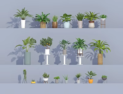 Various Indoor Potted Plants With Different Decorative Pots And Plant Stands 3d model