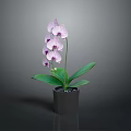 Pink Orchid Plant With Purple Spots Flowers And Green Leaves In Black Pot