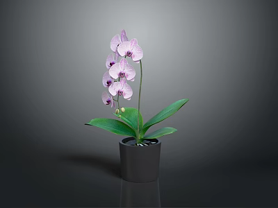 Pink Orchid Plant With Purple Spots Flowers And Green Leaves In Black Pot 3d model