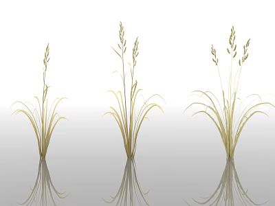 wick grass plant green plant dry flower vegetation grass grass bush flower decoration park city landscape greening 3d model