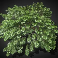 Lush Green Tree With Full Canopy And Dense Foliage On Black Background 3d model