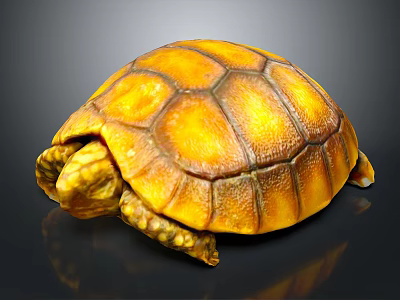 Close Up Of Yellow Orange Turtle With Detailed Shell Texture On Dark Background 3d model