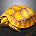 Close Up Of Yellow Orange Turtle With Detailed Shell Texture On Dark Background