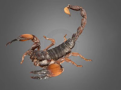 Dark Brown Scorpion With Orange Pincers And Curved Tail On Gray Background 3d model