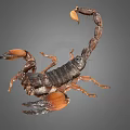 Dark Brown Scorpion With Orange Pincers And Curved Tail On Gray Background