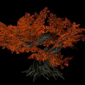 Vibrant Tree With Lush Orange Leaves Twisted Trunk And Visible Roots Against Black Background