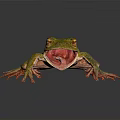 Green Tree Frog With Yellow Spots Open Mouth On Dark Background