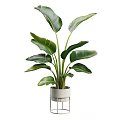 Three Potted Green Plants With Large Leaves In White Pots For Home Decor