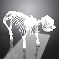 White Animal Skeleton Display On Black Reflective Surface With Detailed Structure
