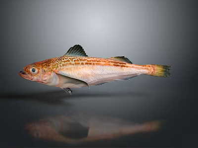 Orange Red Spotted Fish with Black Fins on Gray Background and Reflection 3d model