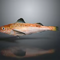 Orange Red Spotted Fish with Black Fins on Gray Background and Reflection
