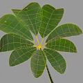 Lush Green Houseplant Leaf With Multiple Vibrant Healthy Foliage And Fresh Texture