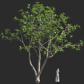 Tall Tree With Lush Green Leaves Standing Beside White Garden Statue