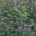 Vibrant Purple Flowers And Lush Green Ferns In Outdoor Garden Scene