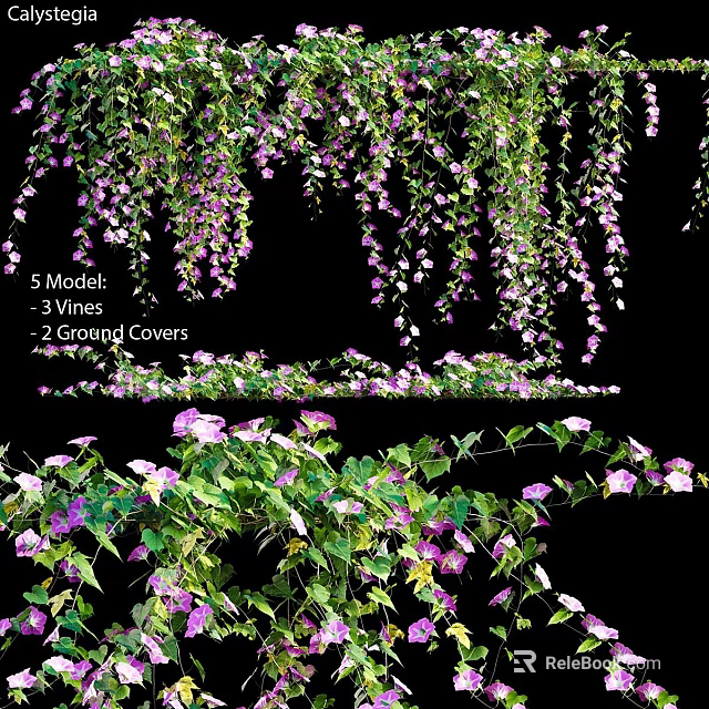 Ornamental Garden Vines And Ground Covers Showcasing Purple And White Flowers 3d model 