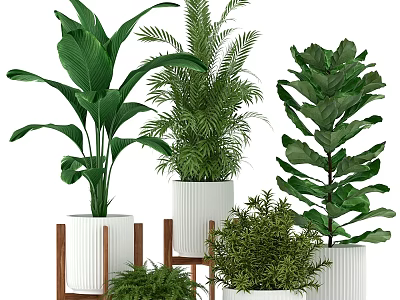 Elegant Indoor Decorative Plant Arrangement With White Planters And Wooden Stands 3d model